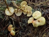 Kuehneromyces lignicola image