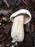 Tylopilus intermedius image