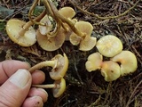 Kuehneromyces lignicola image