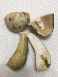 Tylopilus intermedius image