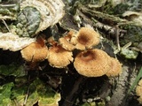Panus lecomtei image