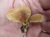 Panus lecomtei image