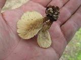 Panus lecomtei image