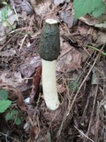 Phallus ravenelii image