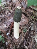 Phallus ravenelii image