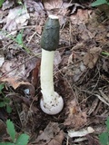 Phallus ravenelii image