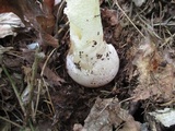 Phallus ravenelii image