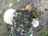 Tyromyces chioneus image