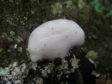 Tyromyces chioneus image