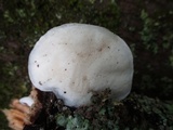 Tyromyces chioneus image