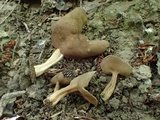Helvella solitaria image