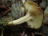 Helvella solitaria image