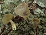 Helvella solitaria image
