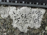 Lecidea tessellata image