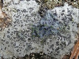 Lecidea tessellata image