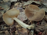 Helvella solitaria image