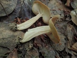 Helvella solitaria image