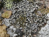 Lecidella asema image