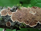 Pseudochaete tabacina image