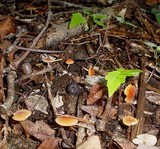 Marasmius sullivantii image