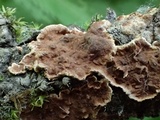 Pseudochaete tabacina image