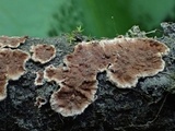 Pseudochaete tabacina image