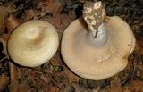 Lactarius psammicola image