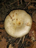 Lactarius psammicola image