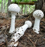 Amanita cokeri image