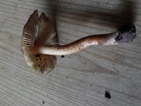 Inocybe rimosa image