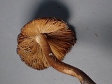 Inocybe rimosa image
