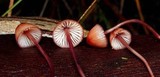 Mycena kuurkacea image