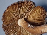 Inocybe rimosa image