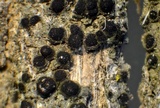 Rinodina pyrina image