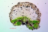 Rinodina pyrina image