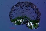 Rinodina pyrina image