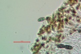 Rinodina pyrina image