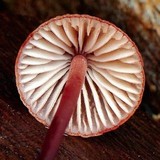 Mycena kuurkacea image