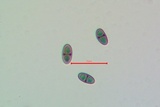 Rinodina pyrina image