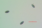 Rinodina pyrina image