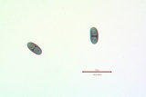 Rinodina pyrina image