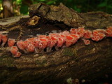 Microstoma floccosum image