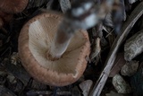Gymnopus luxurians image