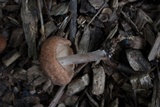 Gymnopus luxurians image