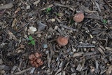 Gymnopus luxurians image