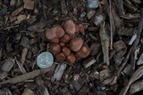 Gymnopus luxurians image
