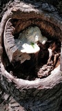 Tyromyces galactinus image