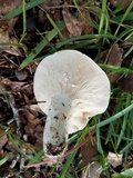 Lactarius piperatus image