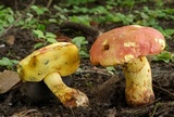Boletus miniato-olivaceus image