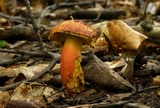 Lanmaoa pseudosensibilis image